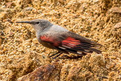 Wallcreeper