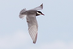 Whiskered Tern