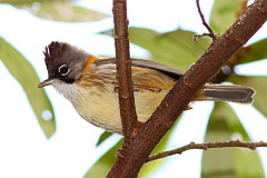 Whiskered Yuhina