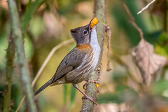 Whiskered Yuhina