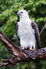 White-bellied Sea Eagle