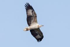 White-bellied Sea Eagle