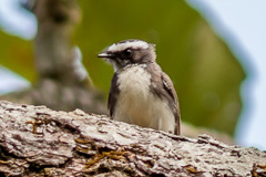 White-browed Fantail