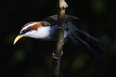 White-browed Scimitar Babbler