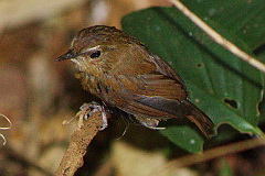 Himalayan Shortwing