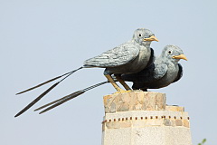 White-eyed River Martin monument