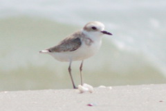 White-faced Plover