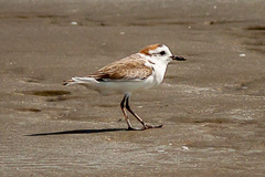 White-faced Plover