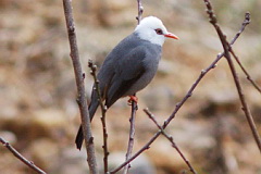 White-headed Bulbul