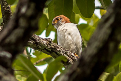 White-rumped Falcon