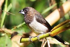 White-rumped Munia