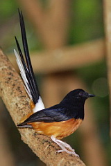 White-rumped Shama