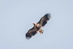 White-tailed Eagle