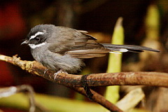 White-throated Fantail