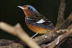 White-throated Rock Thrush