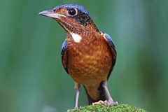 White-throated Rock Thrush