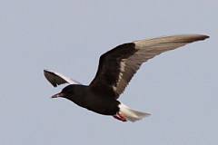 White-winged Tern