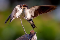 Wire-tailed Swallow