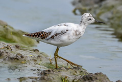 Wood Sandpiper