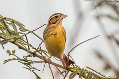 Yellow-breasted Bunting