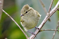 Yellow-browed Tit