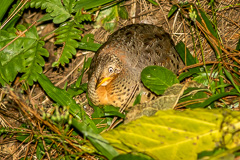 Yellow-legged Buttonquail