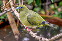 Yellow-vented Green Pigeon