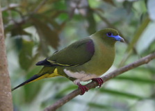 Yellow-vented Green Pigeon