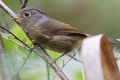 Yunnan Fulvetta