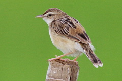 Zitting Cisticola