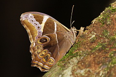 Bamboo Treebrown