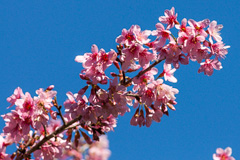 Blossom in January