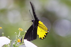 Common Birdwing
