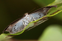 Common Snow Flat