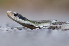 Large-eyed False Cobra