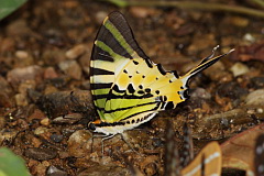 Five-bar Swordtail