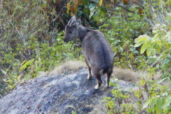 Goral