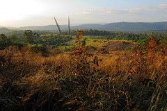 Gaur Grasslands