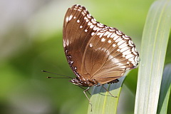 White-rumped Shama