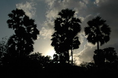 Palms on Roti