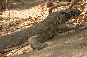 Komodo Dragon