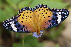 Indian Fritillary