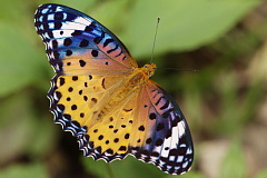 Indian Fritillary