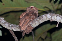 Large Frogmouth