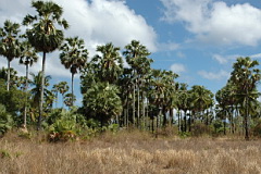 Kisar Friarbird habitat