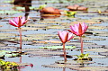 Lotus flower