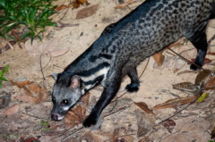 Malayan Civet