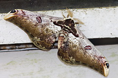 Unidentified moth