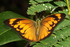 Common Orange Albatross