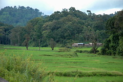 Doi Lang rice paddies